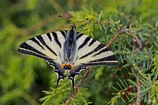 Erik Krlangkuyruk (Iphiclides podalirius)