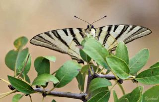 Erik Krlangkuyruk (Iphiclides podalirius)