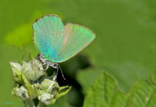 Zmrt (Callophrys rubi)