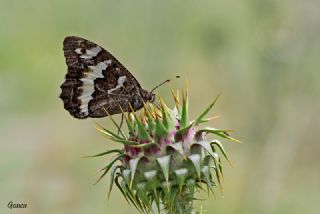Kara Murat (Brintesia  circe)