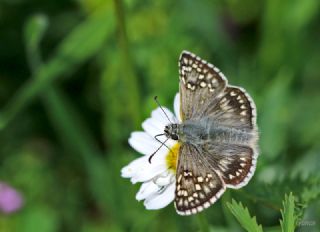 Sar Bandl Zpzp (Pyrgus sidae)