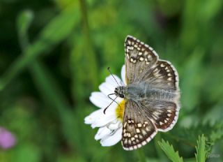 Sarbandl Zpzp (Pyrgus sidae)