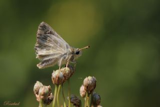 ark Zpzp (Carcharodus orientalis)