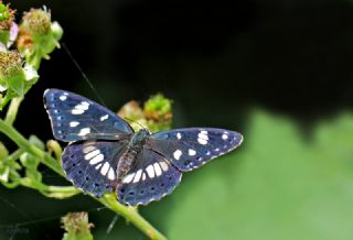 Akdeniz Hanmeli Kelebei (Limenitis reducta)