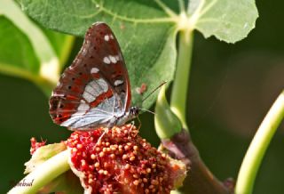 Gney Fistosu (Zerynthia polyxena)