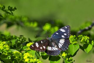 Akdeniz Hanmeli Kelebei (Limenitis reducta)