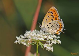 Kk Ate Gzeli (Lycaena thersamon)