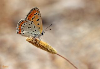 Kk Ate Gzeli (Lycaena thersamon)