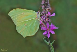 Orakkanat (Gonepteryx rhamni)