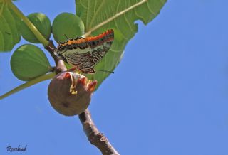 ift Kuyruklu Paa (Charaxes jasius )