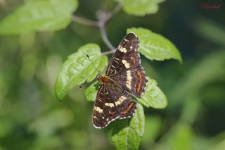 Isrgan Kelebei (Araschnia levana)