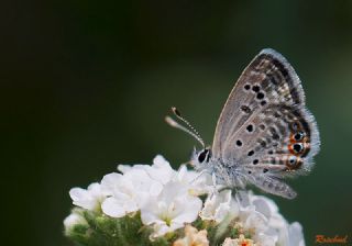 Mcevher Kelebei (Chilades trochylus)