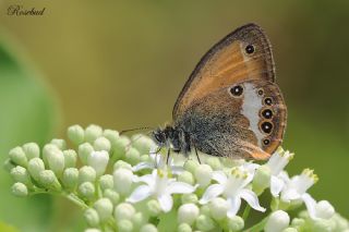 Funda Zpzp Perisi (Coenonympha arcania)