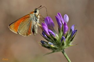 Sar Antenli Zpzp (Thymelicus sylvestris)