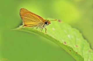 Sar Antenli Zpzp (Thymelicus sylvestris)