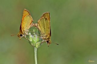 Sar Antenli Zpzp (Thymelicus sylvestris)