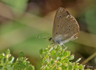 Anormal okgzl (Polyommatus admetus)