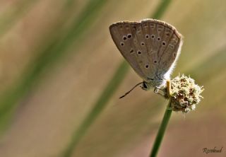 Anormal okgzl (Polyommatus admetus)