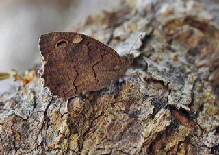 Anadolu Karamelei (Hipparchia fatua)