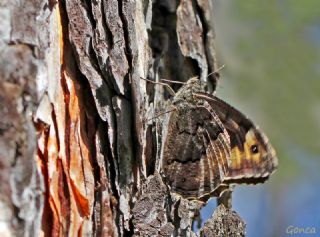 Byk Karamelek (Hipparchia syriaca)