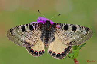 Yalanc Apollo (Archon apollinus)