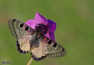 Yalanc Apollo (Archon apollinus)