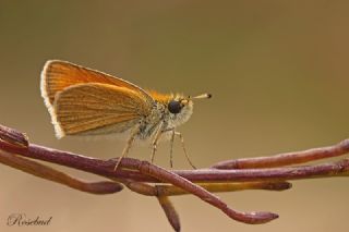 Siyah Antenli Zpzp (Thymelicus lineolus)