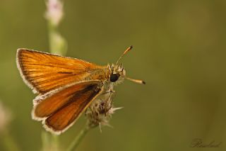 Siyah Antenli Zpzp (Thymelicus lineolus)