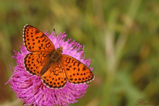 ift Noktal Brentis (Brenthis hecate)