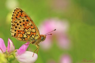 ift Noktal Brentis (Brenthis hecate)