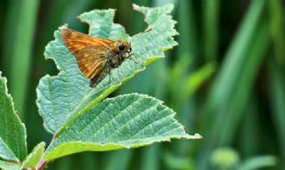 Orman Zpzp (Ochlodes sylvanus)