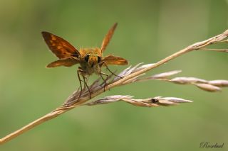 Orman Zpzp (Ochlodes sylvanus)