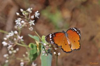 Sultan (Danaus chrysippus)