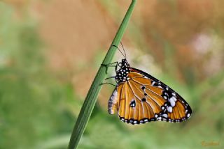 Sultan (Danaus chrysippus)