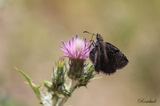 Kara Zpzp (Erynnis marloyi)