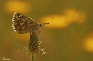 Gzel Zpzp (Pyrgus cinarae)