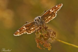 Gzel Zpzp (Pyrgus cinarae)