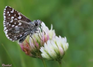 Ege Zpzp (Pyrgus melotis)