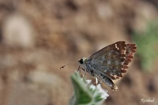 Hatmi Zpzp (Carcharodus alceae)