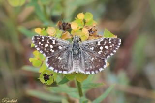 Ebegmeci Zpzp (Pyrgus malvae)