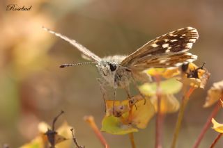 Ebegmeci Zpzp (Pyrgus malvae)