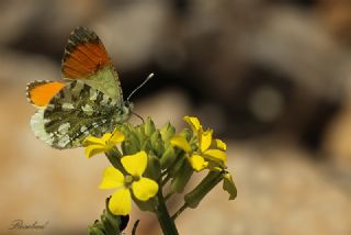 Step Ssls (Anthocharis gruneri)