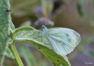 Yalanc Beyazmelek (Pieris pseudorapae)