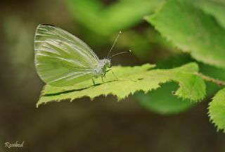 Yalanc Beyazmelek (Pieris pseudorapae)