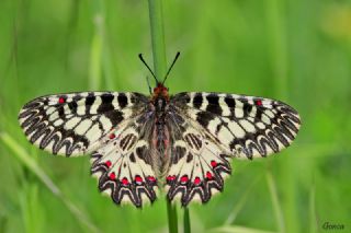 Gney Fistosu (Zerynthia polyxena)