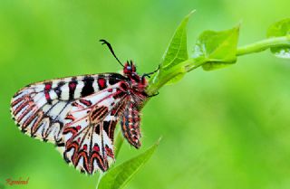 Sardunya Zebras, Geranyum Bronzu (Cacyreus marshalli)