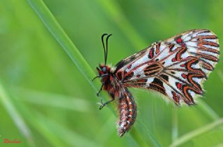 Gney Fistosu (Zerynthia polyxena)