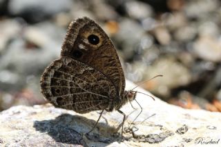 Beyaz Damarl Pirireis (Satyrus amasinus)