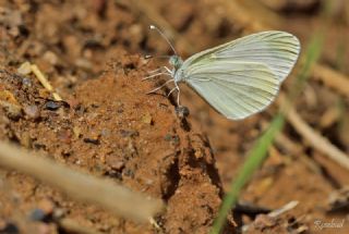 Narin Orman Beyaz (Leptidea sinapis)