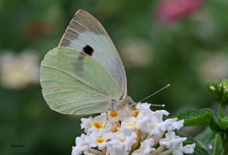 Byk Beyazmelek  (Pieris brassicae)